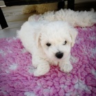 �t��ata bi�onka