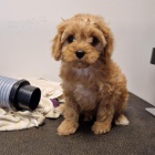 �t��ata Cavapoo