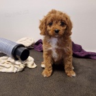 �t��ata Cavapoo