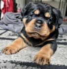 �t���tka rotvajlera.