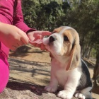 �t��ata b�gla