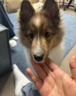 �t��ata Sheltie 