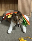 �t��ata Sheltie 