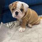 �teniatka anglick�ho buldo�ka