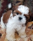 �teniatka SHIH TZU