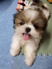 �teniatka SHIH TZU