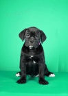 Cane Corso �t��ata