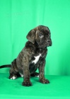 Cane Corso �t��ata