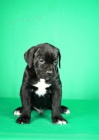 Cane Corso �t��ata
