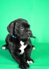 Cane Corso �t��ata