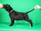 Cane Corso �t��ata