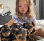 york��rsk� terier