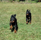 Dobrman - �t���tka s PP