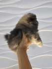 Pomeranian Spitz samec �t�n�