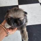 Pomeranian Spitz samec �t�n�