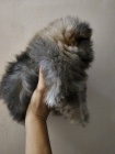 Pomeranian Spitz samec �t�n�
