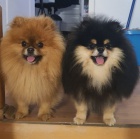 Pomeranian Spitz samec �t�n�