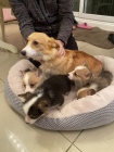 Prod�m �t��ata Pembroke Welsh Corgi
