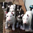 Prod�m �t��ata MINI BULLTERI�RA