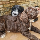 O�kovan� a od�erven� mini �t��ata portugalsk�ho vodn�ho psa k adopci