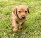 Zdrav� a kr�sn� �t��ata labradorsk�ho retr�vra a pejska na prodej.