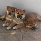 Prod�m rozko�n� miminka �t��ata shiba inu