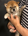 Prod�m rozko�n� miminka �t��ata shiba inu