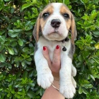 Kr�sn� a rozko�n� �t��ata b�gla k dispozici a p�ipravena k prodeji.