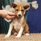 Prod�m kr�sn� o�kovan� a od�erven� �t���tka Basenji