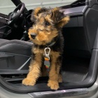 Prod�m kr�sn� O�KOVAN� a od�erven� �t���tka Airedale teri�ra