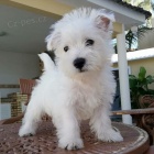 Prod�m mini mini �t��ata West Highland White Terriers