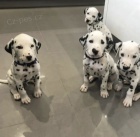 Prod�m kr�sn� a zdrav� o�kovan� �t��ata dalmatin�