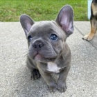 Prod�m ZDRAV� a O�KOVAN� (modr�) �t��ata francouzsk�ho buldo�ka.