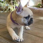 Prod�m ZDRAV� a O�KOVAN� (modr�) �t��ata francouzsk�ho buldo�ka.