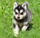 Prod�m �t��ata ALASKAN KLEE KEI