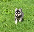 Prod�m �t��ata ALASKAN KLEE KEI