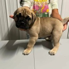 Prod�m �t��ata bullmastiffa