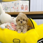 �t��ata Maltipoo na prodej