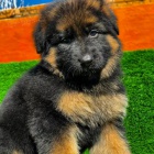 Prod�m �t��ata n�meck�ho ov��ka