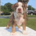 Prod�m �t��ata americk�ho pitbull teri�ra