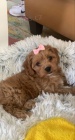 �t��ata Maltipoo na prodej