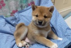 �t��ata shiba inu