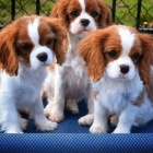 �t��ata Kaval�r King Charles Spaniel.