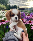 �t��ata Kaval�r King Charles Spaniel.