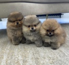 Prod�m �t��ata pomeraniana.