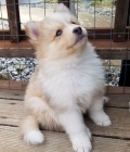Prod�m �t��ata Pomskies (k��enec sibi�sk� husky a pomeranian)