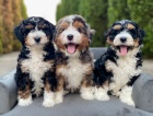 �t��ata Bernedoodle.