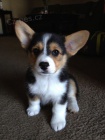Prod�m �t��ata Pembroke Welsh Corgi