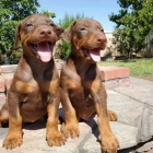 Dobrman - �t���tka s PP