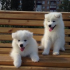 �t��ata samojeda na prodej